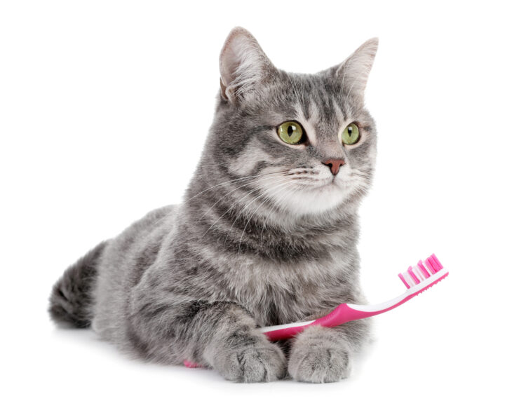cat-toothbrush