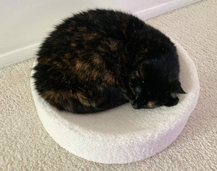 cat-sleeping-bed