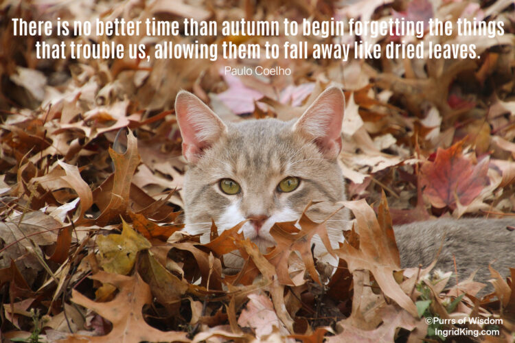 autumn-leaves-cat
