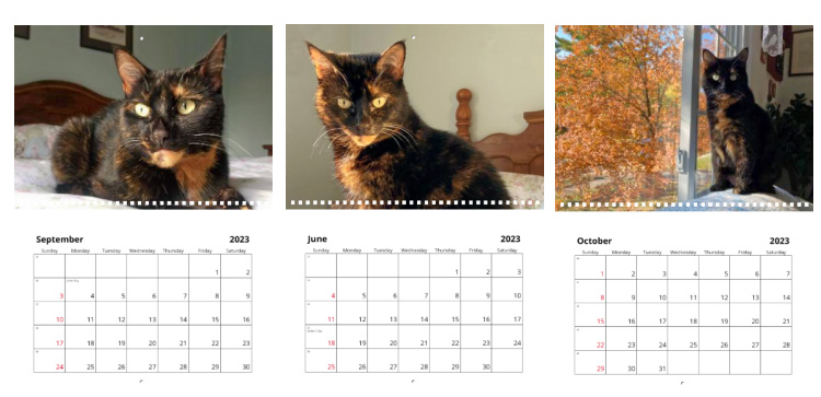 tortoiseshell-cat-calendar