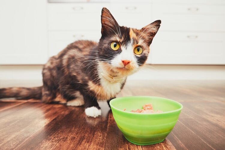 cat-bowl-eating