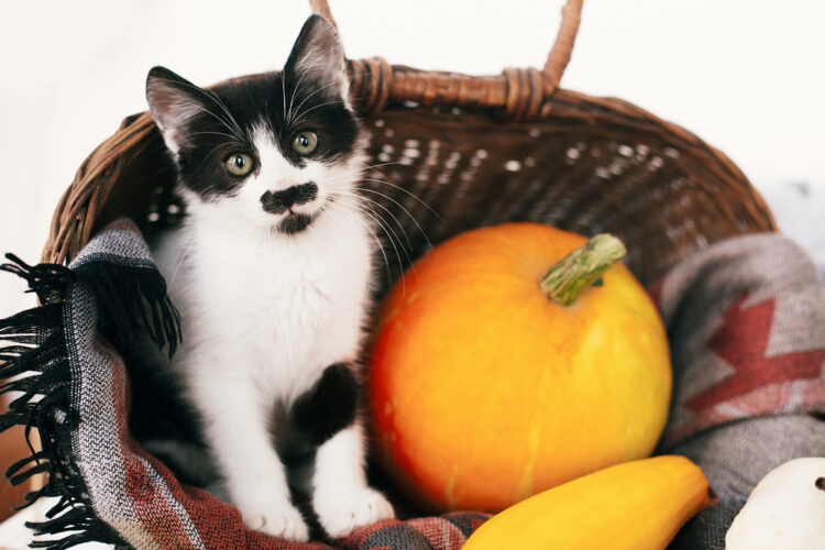 kitten-thanksgiving-basket