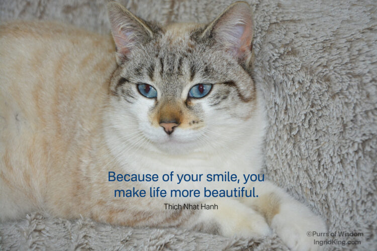 cat-smile-blue-eyes
