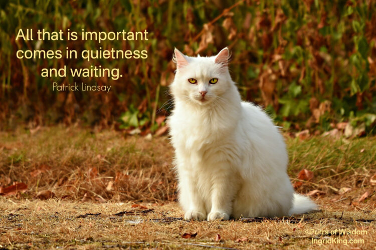 white-cat-waiting 