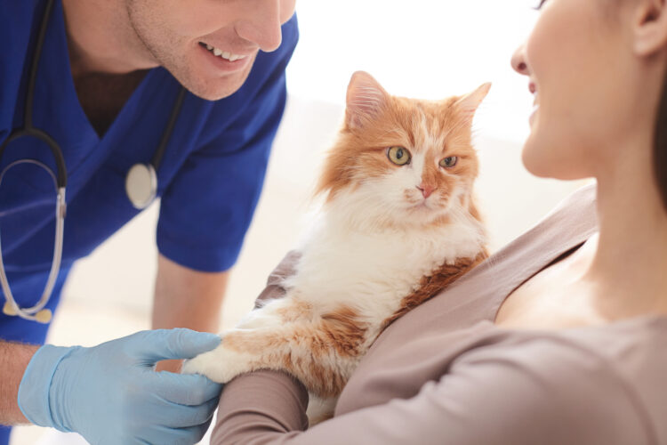 cat-parent-cat-veterinarian