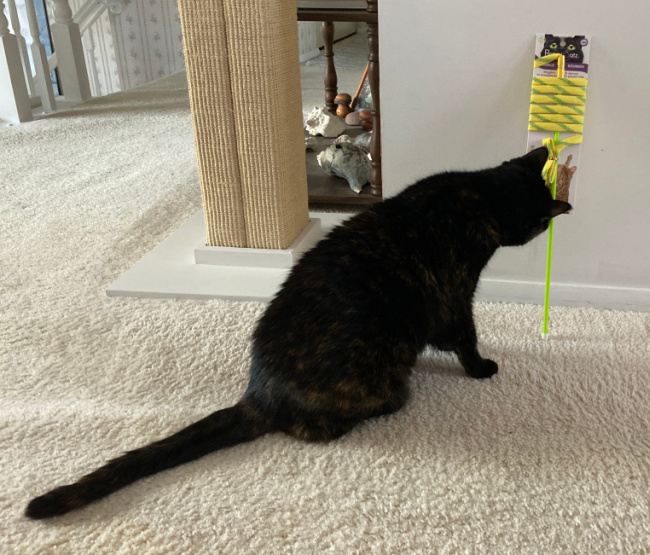 cat-wand-toy