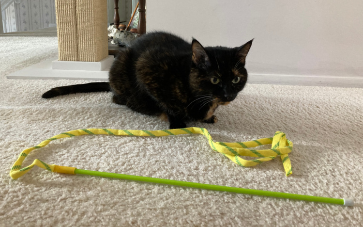 cat-wand-toy