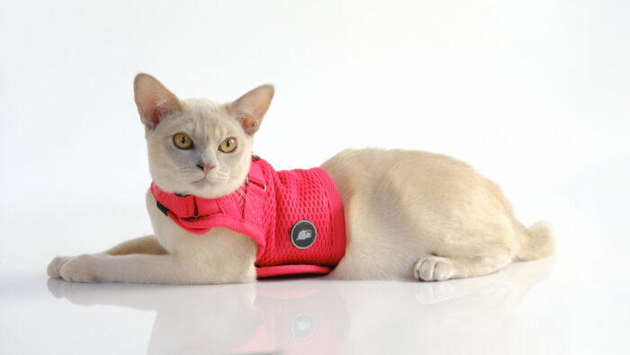 cat-harness