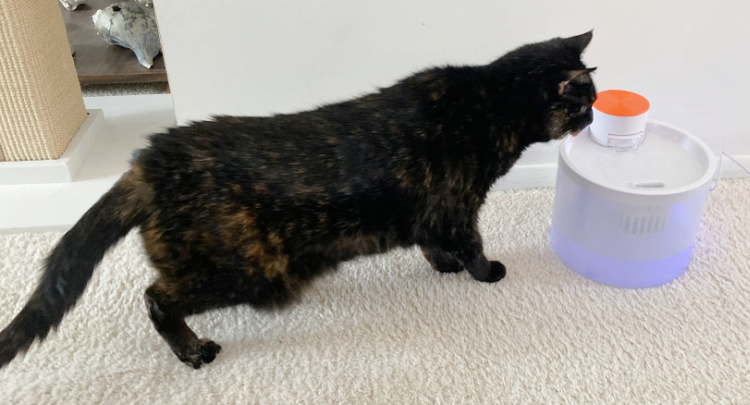 cat-drinking-fountain