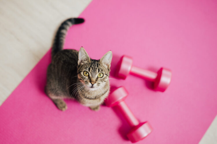 cat-working-out
