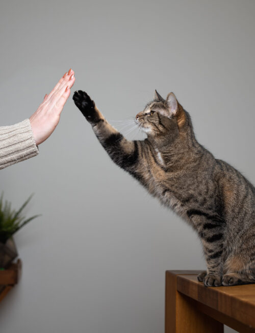cat-high-five