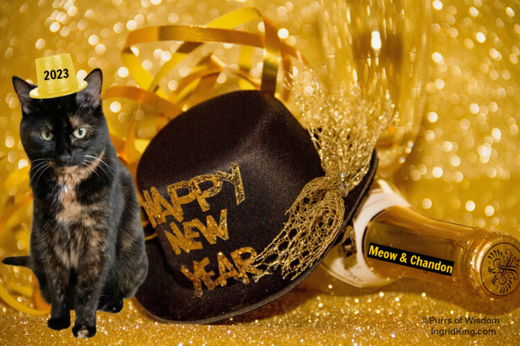 happy-new-year-cat-champagne
