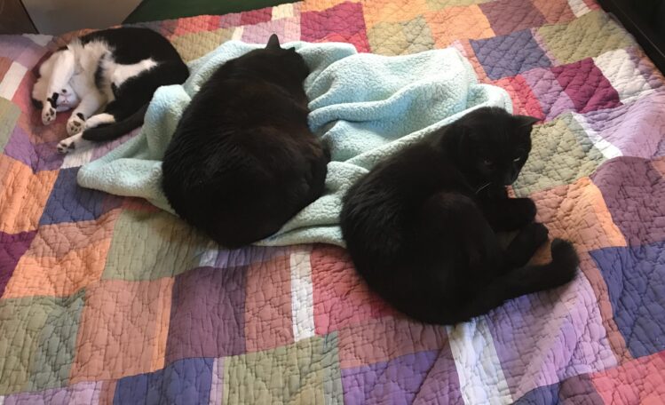 Three-Kitties