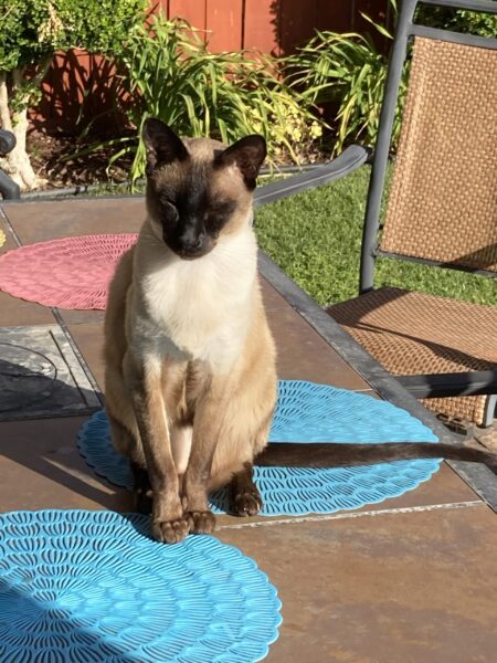 Siamese-cat-patio-table
