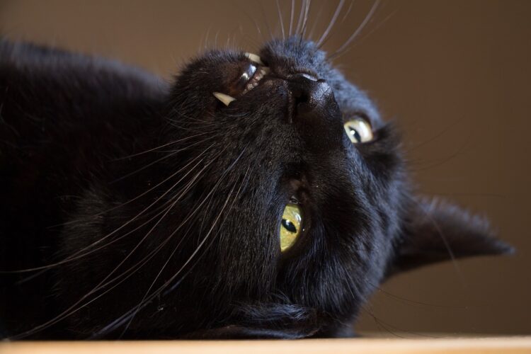 black-cat-teeth