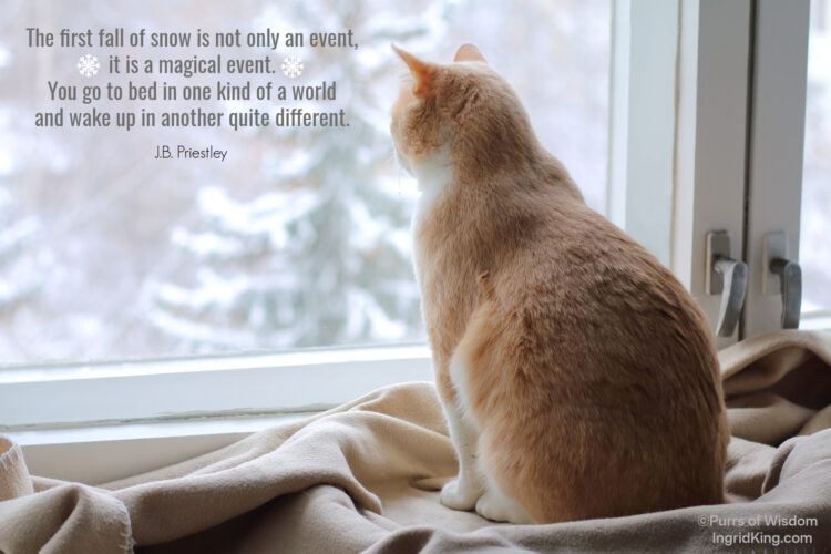 cat-window-snow