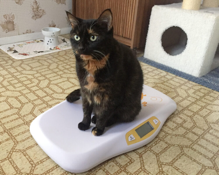 cat-on-scale