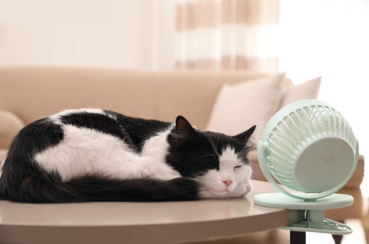 cat-cooling-fan