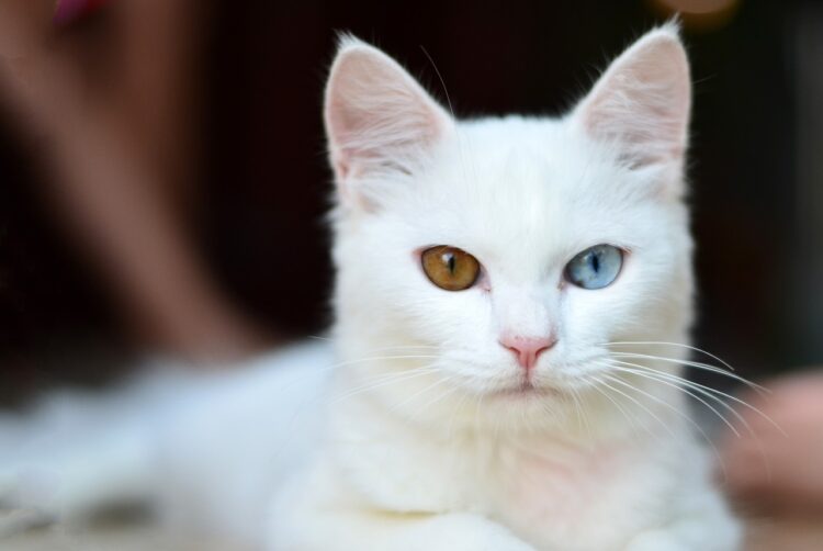 white-cat-blue-green-eye