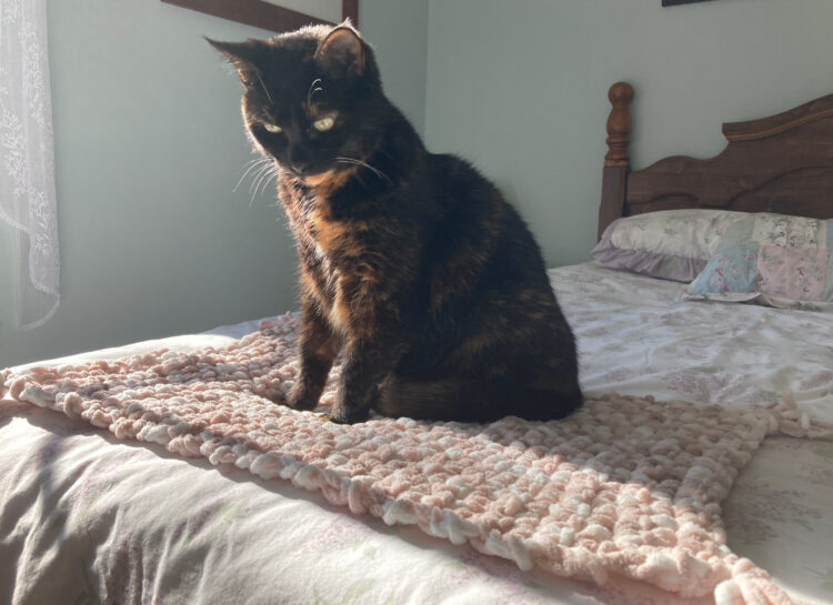 cat-blanket-sun