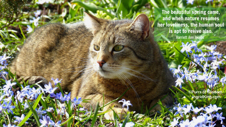 cat-spring-flowers