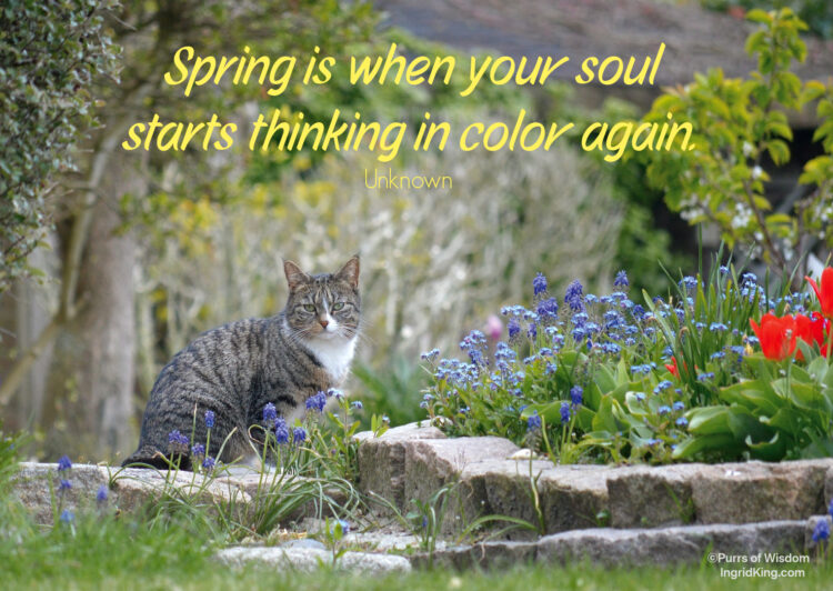 cat-spring-garden