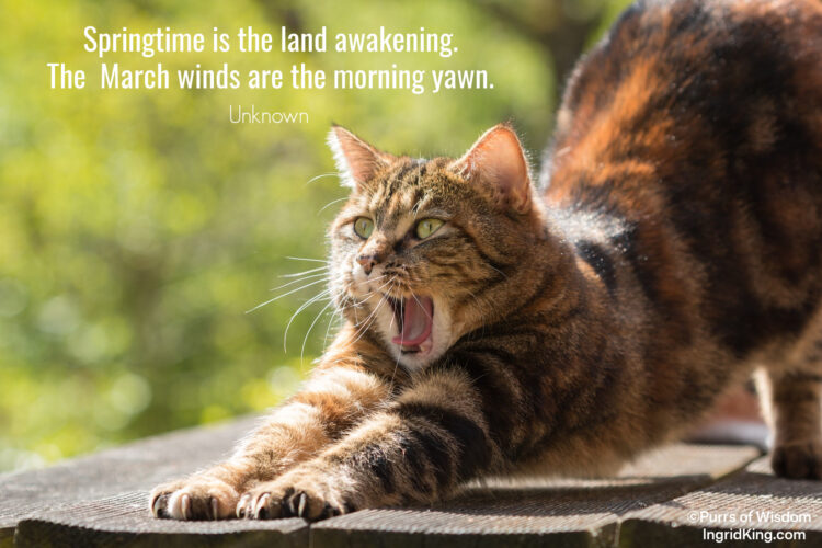 cat-stretching-yawning
