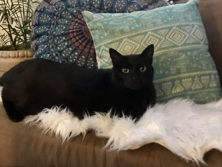 black-cat-sofa