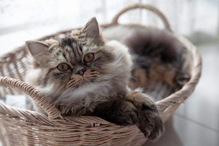 persian-cat-basket