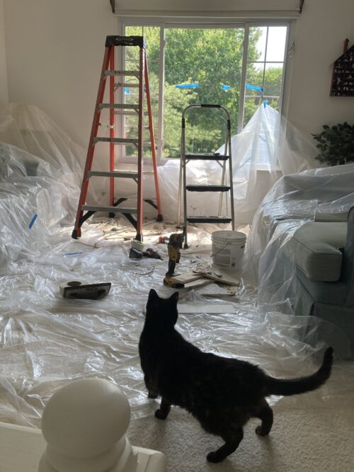 cat-home-repair-painting