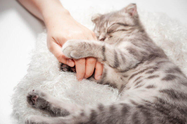 cat-holding-hands