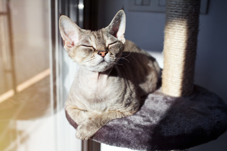 sunbathing-cat