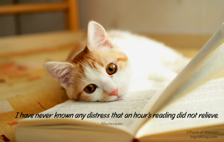 cat-reading-book