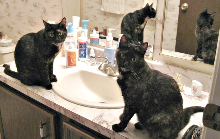 cat-bathroom-counter