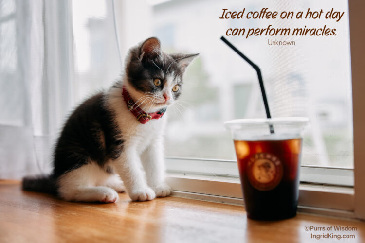 kitten-iced-coffee