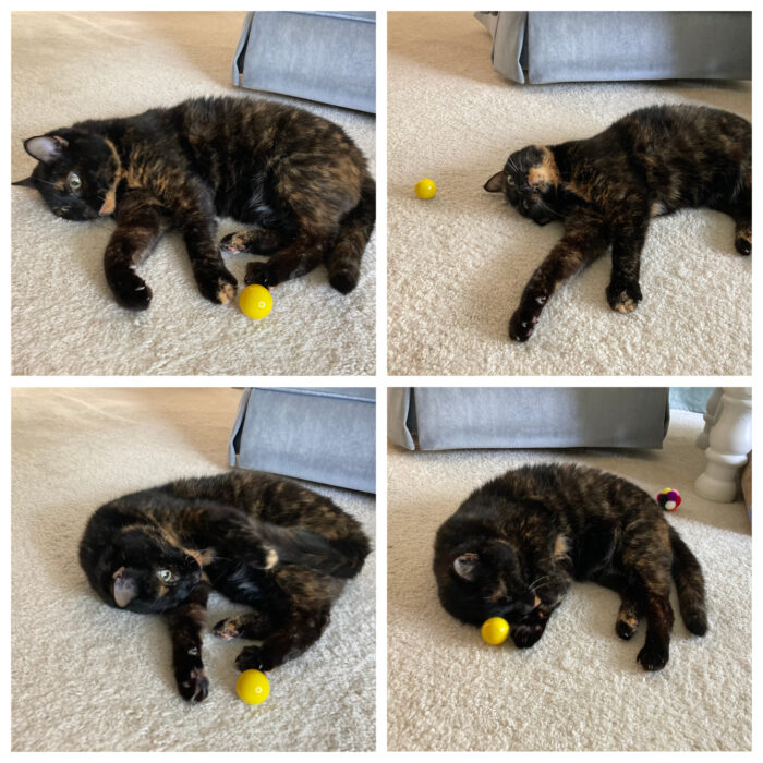 cat-playing-with-ball