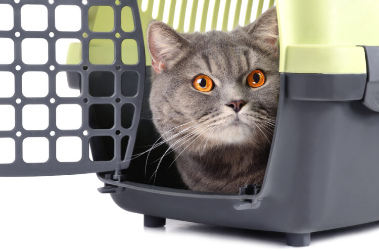 cat-in-carrier