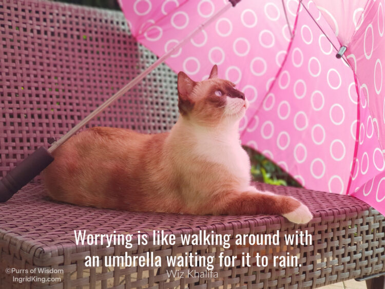cat-umbrella