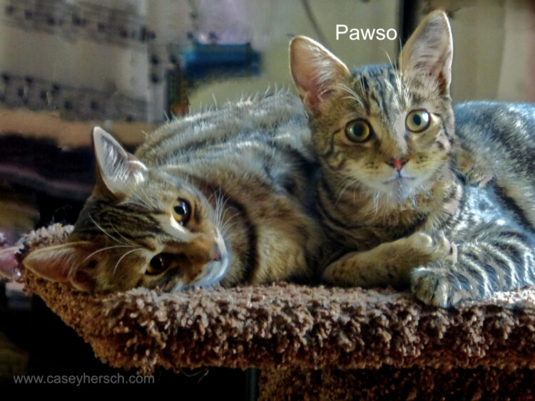 two-tabby-kittens