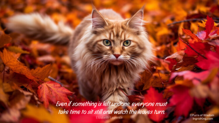 cat-autumn-leavse