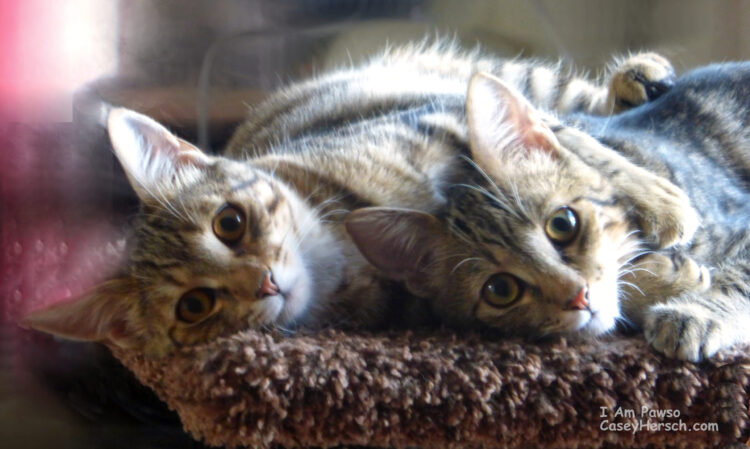 tabby-kittens