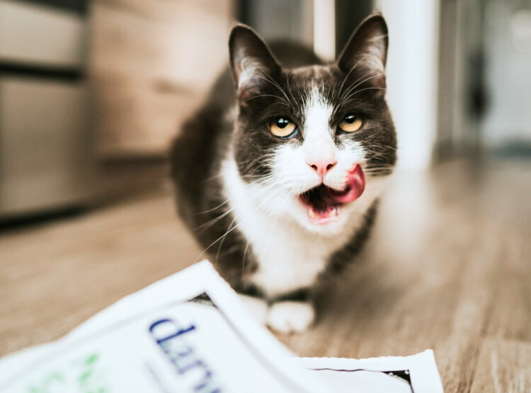 cat-tongue-eating
