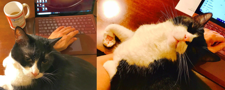 cat-computer-writing