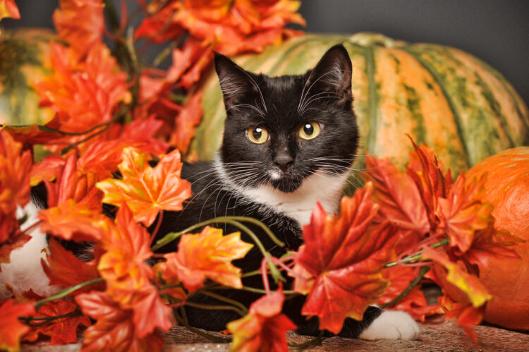 cat-autumn-leaves
