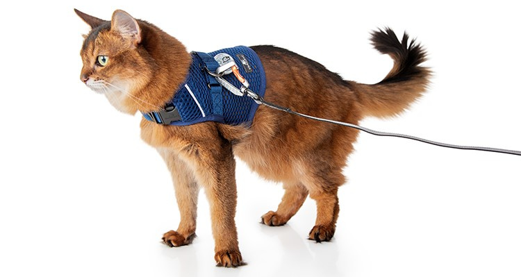 martingale-calming-harness 