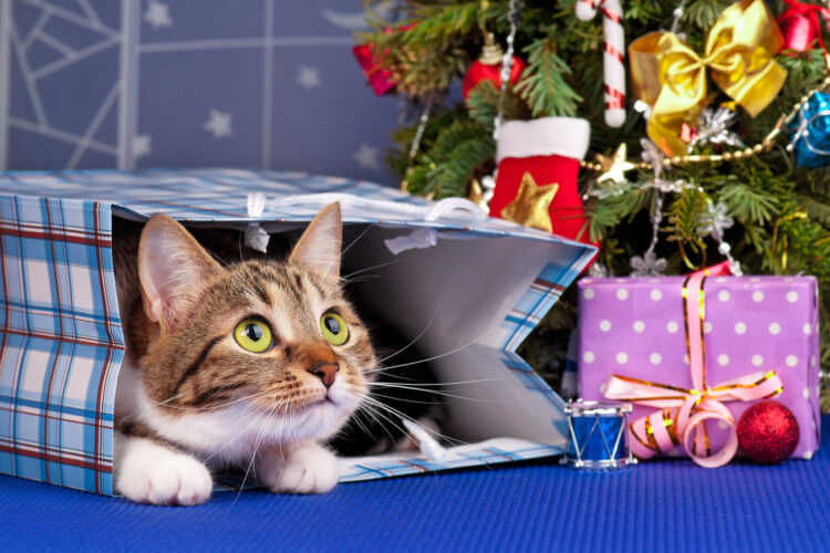 cat-christmas-gift-bag