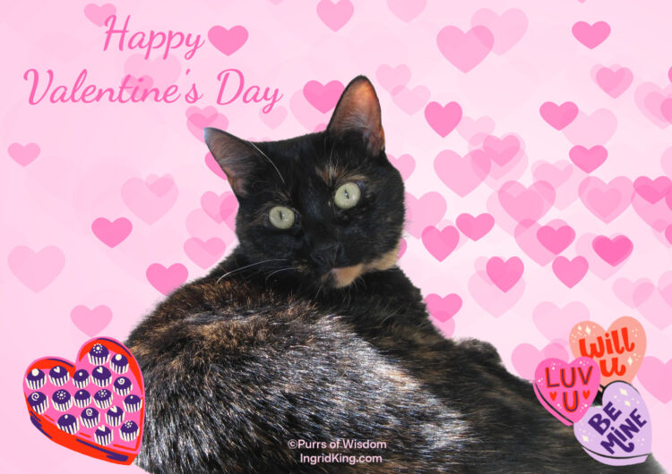 valentines-day-cat
