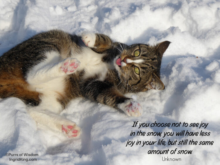 cat-snow-joy