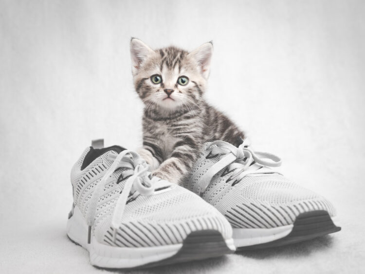 kitten-sneakers