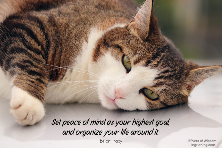 cat-peaceful-resting